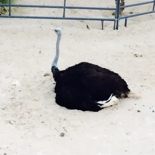 Sorry, she's not on the menu.