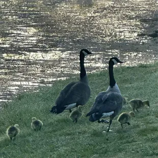 Geese babies are out for a stroll