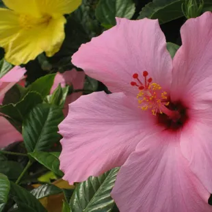 Hibiscus