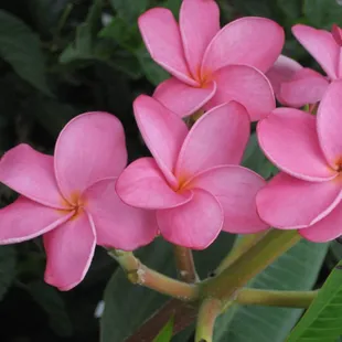 Plumeria
