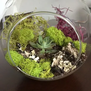 I got the moss and terrarium elsewhere but here's an idea of what you can do with a succulent purchased from the nursery!