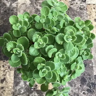 Spanish oregano