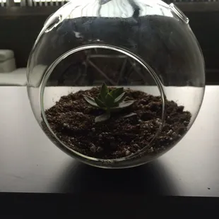 New friend replanted