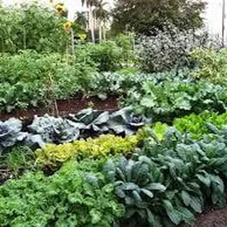 Farmer F.