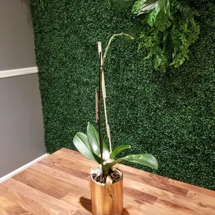 Green as it gets