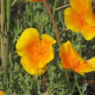 Poppy's were in season