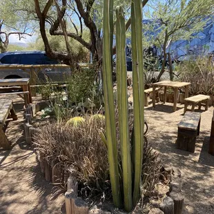 a cactus plant in a wooden planter