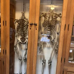 Skeletons