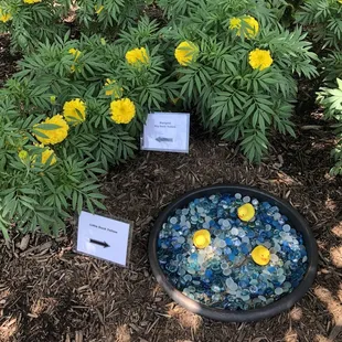 Ducks - marigolds and rubber