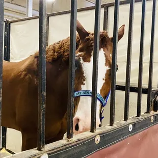Horse Barn