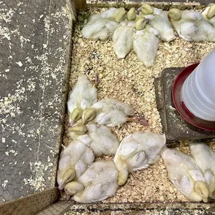 Baby ducks at Indiana State Fair