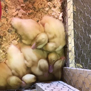 Baby ducks