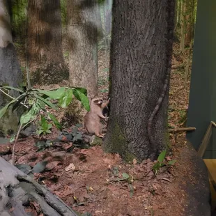 Raccoons are native to Indiana