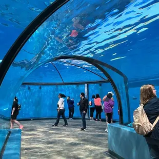 Dolphin viewing