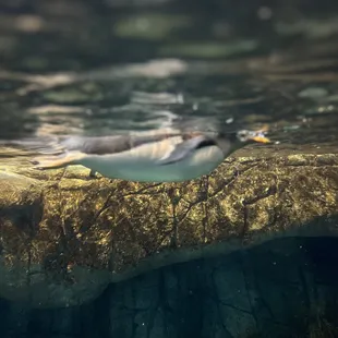 Penguin in the oceans
