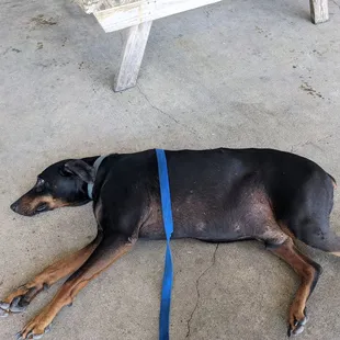 Dog friendly seating.