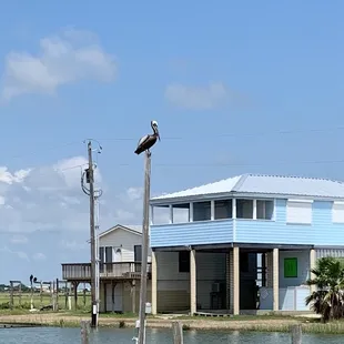 Pelican by the dock.