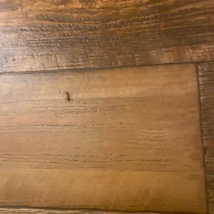 Roach in the dining area