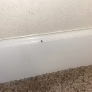 Another roach