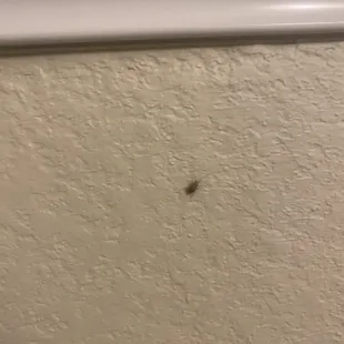 Roach near the window seal in the bedroom