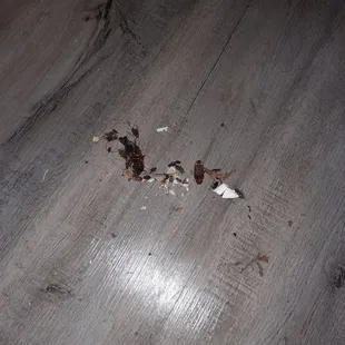 More roaches, my daughter was cleaning the house from top to bottom every day for a month.
