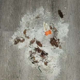 The white powder is boric acid to prevent the pet problem.