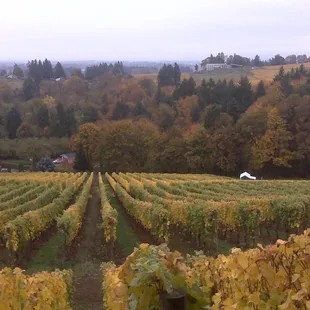 Fall in the Willamette Valley wine country