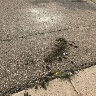 The three lines of pine needles from three trash cans and two paint puddles that Springs Waste left in front of my house after I fired them.