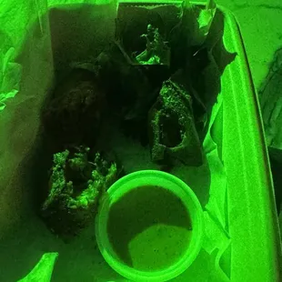 Chicken Cheesecake Eggrolls