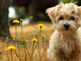 Southside Animal Hospital