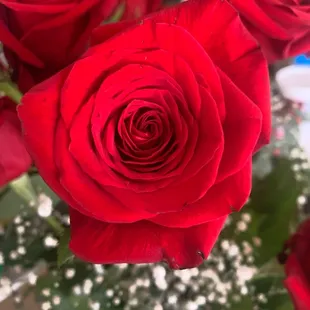 Roses