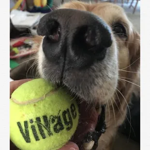 R.I.P. Nugget &quot; he/we had a ball!&quot;