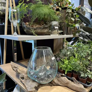So many interesting glassware and plants to choose from