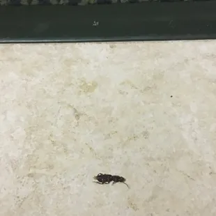 A bug we found in the bathroom