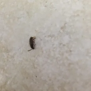 Another bug we found in the bathroom