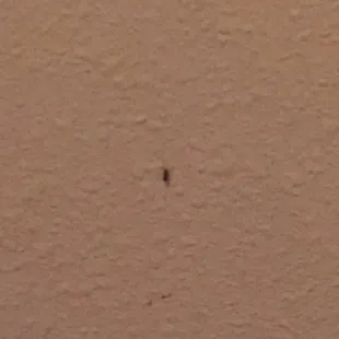 Bug