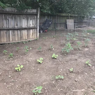 Homegrown veggies for summer are already thriving