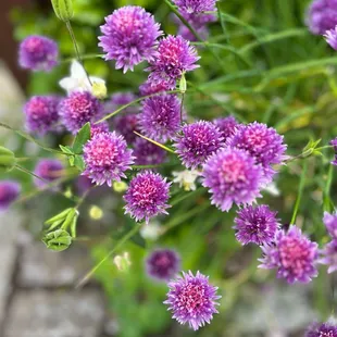 Plants and flowers at the entrance