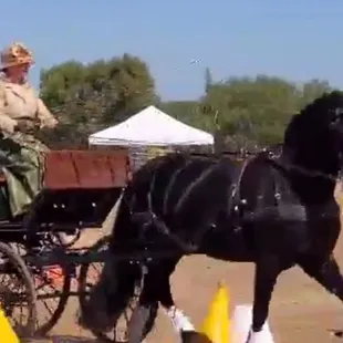 Alfie and Cat (Liz as groom) competing at cones at Sargent Equestrian Center.