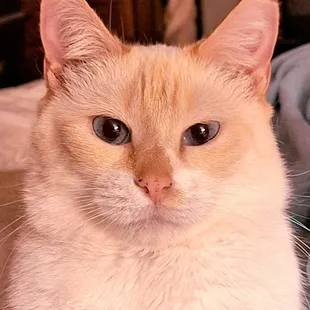 This is Pearlie, my biter. I would like to know why she bites me. I would like to know why she was a stray.