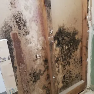 Mold we found and Remediated