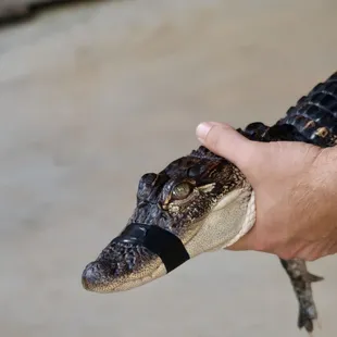 they do a nice job of walking among the crowd to make sure you see unique features, such as a third eyelid