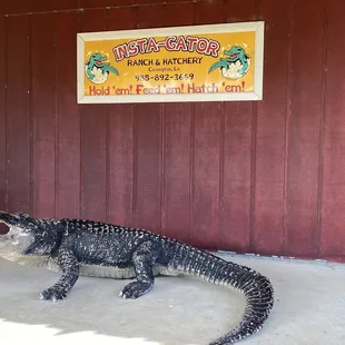 Insta-Gator Ranch