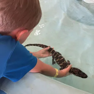 Letting the kids catch, the alligators was the highlight of the tour.