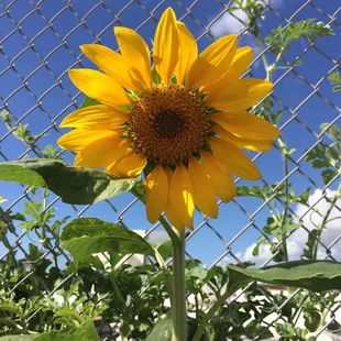 Rooftop garden, filled with sunflowers, basil, and most importantly love