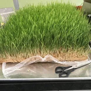 Who wants the first cut of fresh wheat grass!??? Come and get it today!
