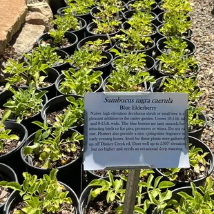 Baby Blue  Elderberry plants showing how variety of plant has a specific label with helpful information which makes choosing much easier.