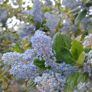 Ceanothus