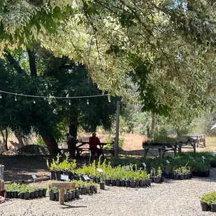 Wooden tables &amp; benches sit in the shade under the trees, baby shrubs line the pathway.