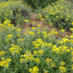 Buckwheat "Shasta Sulfur Flower"